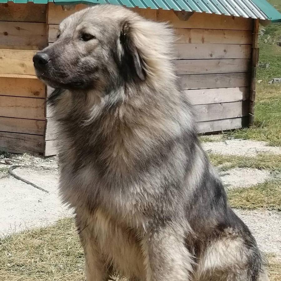 Kapetanov Konak Villa Kolašin Esterno foto